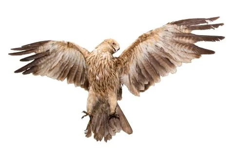 Eagle flies having spread wings Stock Photos