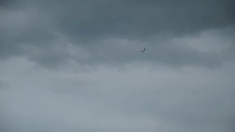 An eagle flies high in the sky. Stock Footage 195153239