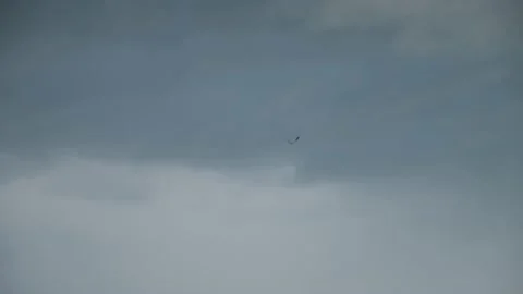 An eagle flies high in the sky. Stock Footage 195153323