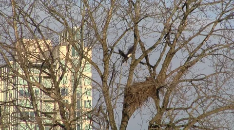 Eagle flies from one branch to another Stock Footage 8680536
