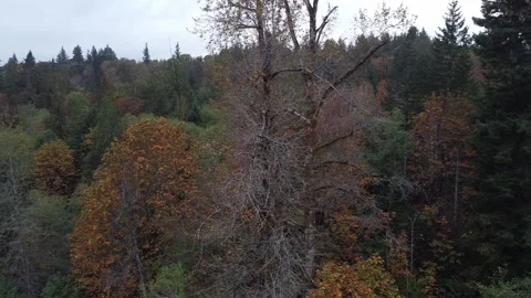 Eagle Flies Out of Tree Overlooking River Valley Stock Footage 233469884