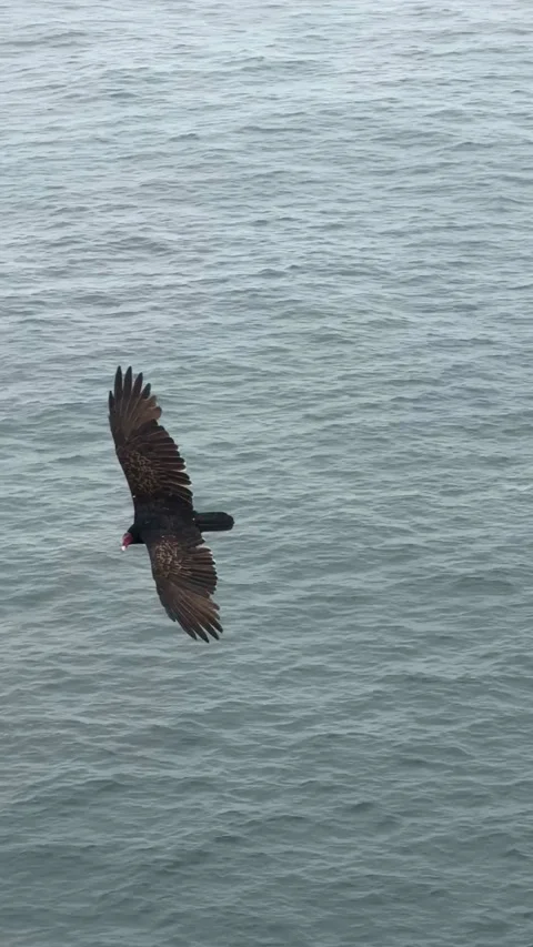 Eagle flies over grey ocean in cloudy weather with wings wide open in slow Stock Footage 306298144