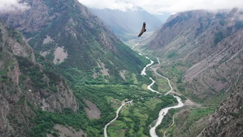 An eagle flies over a mountain gorge Video stock 289628994