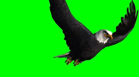 Eagle flies past - 3 different views - green screen Stock Footage