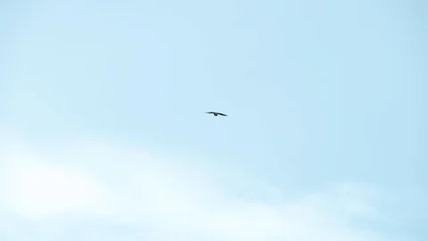 Eagle flies in the sky Stock Footage 125329356