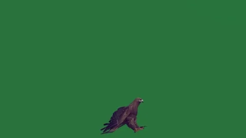 An eagle flies through the air on a green screen and bird flying in is against Stock Footage 335147519