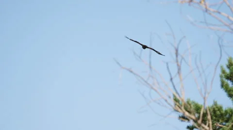 Eagle flies through the trees Stock Footage 40757871