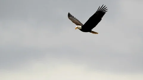 Eagle In Flight, Bald Eagle Video stock 109326648