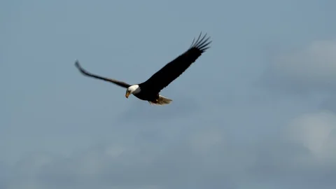Eagle In Flight, Bald Eagle Video stock 109327861