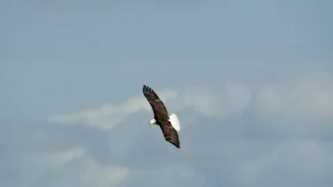 Eagle In Flight, Bald Eagle Stock Footage 109330398