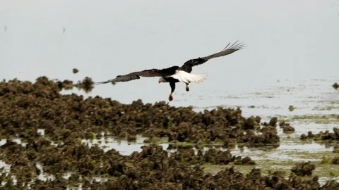 Eagle In Flight, Bald Eagle Video stock 111085183