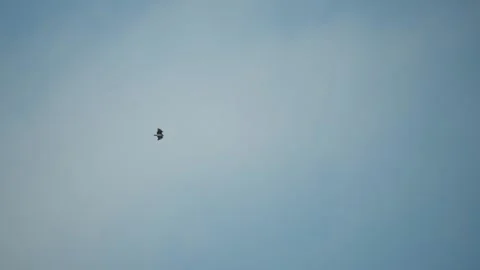 Eagle in flight in blue sky Stock Footage 154344087