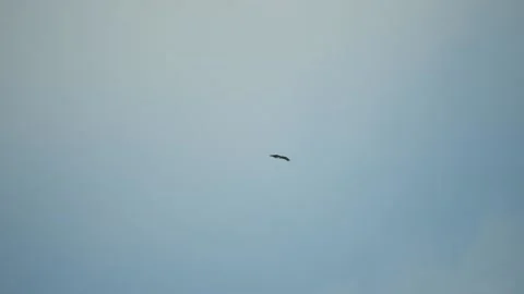 Eagle in flight in blue sky Stock Footage 154344197