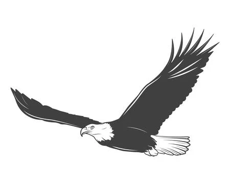 Eagle In Flight. Flying Eagle Vector Illustration. Bald Eagle Silhouette. Bird 스톡 일러스트