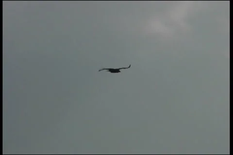 Eagle, flight Video stock 983384