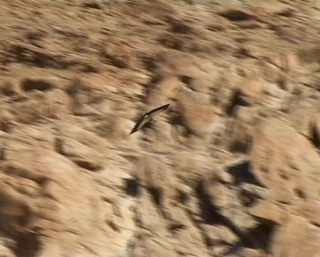 Eagle flight in the Himalayas mountains Stockbeeldmateriaal 312432