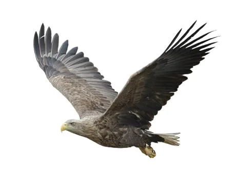 Eagle Flight - Isolated Stock-Fotos