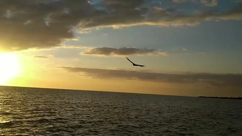 Eagle flight over the sea Stock Footage