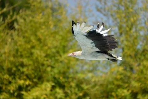 Eagle in Flight Stock Photos