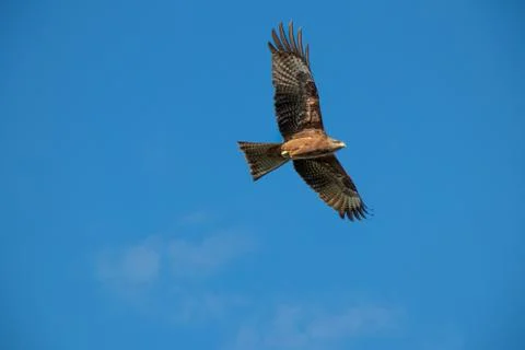 Eagle in flight Stock Photos