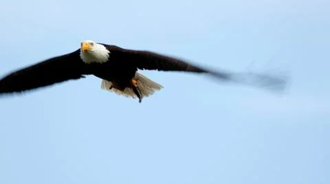 Eagle In Flight 스톡 사진