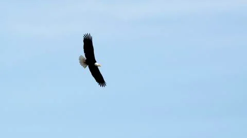 Eagle In Flight 스톡 사진