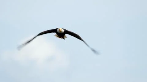 Eagle In Flight 스톡 사진