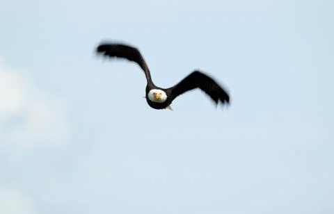 Eagle In Flight 스톡 사진