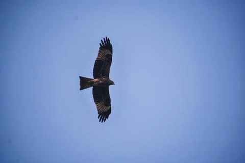 Eagle in flight Fotos de archivo