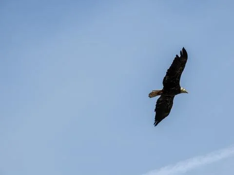 Eagle in flight Stock Photos