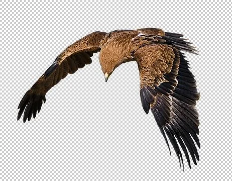 Eagle in flight on a transparent background Stock Photos