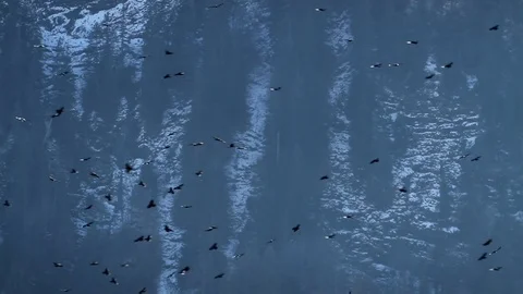 Eagle flock flying in the mountains. Forest and mountain background. Video stock 99156997