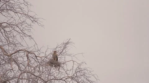 Eagle fly away from a tree  Stock Footage 33528884