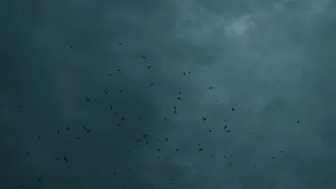 EAGLE ON FLY 스톡 동영상 155953614