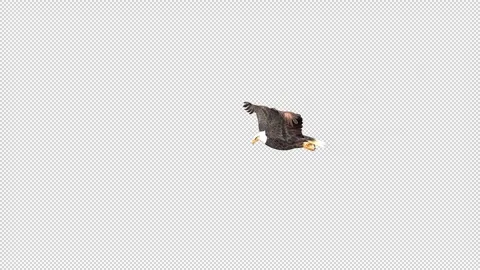 Eagle Fly Stock Footage 320834508