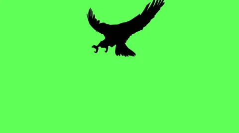 Eagle in fly - seperated on green screen Stock Footage 42535718