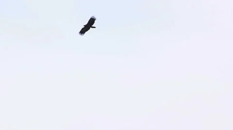 Eagle fly in the sky Stock Footage 5088989