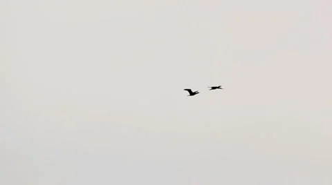 Eagle fly in the sky Video stock 5091186