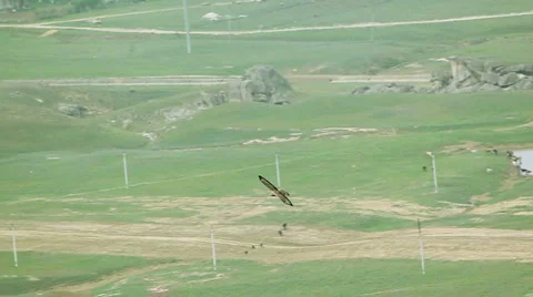 Eagle fly in the sky Stock Footage 5146186