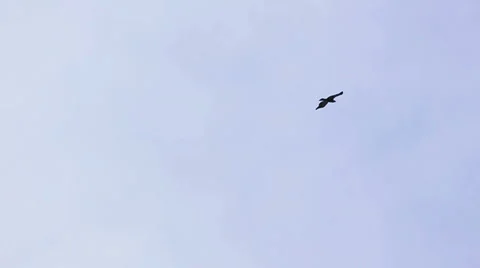 Eagle fly in the sky Vídeos de archivo 5165172