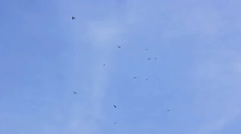 Eagle fly in the sky Stock Footage 5165222