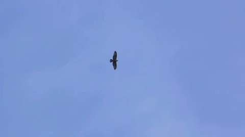 Eagle fly in the sky Stock Footage