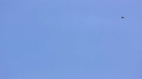 Eagle fly in the sky Stock Footage 5165263