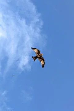 Eagle fly in the sky 스톡 사진