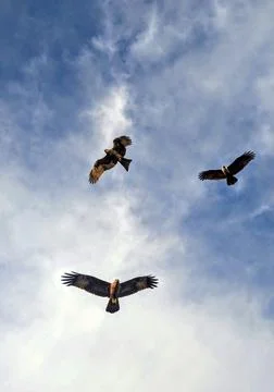 Eagle fly in the sky 스톡 사진