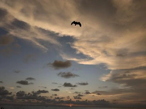 Eagle fly in the sky Stock Photos