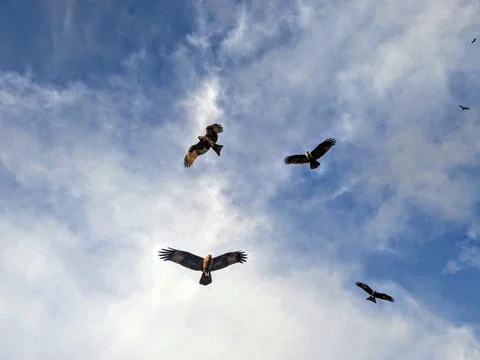 Eagle fly in the sky 스톡 사진