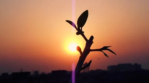An Eagle fly by in a Sundet through a tree btunch Stock Footage 47751788