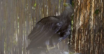 Eagle flyes away 4k Video stock 85731285
