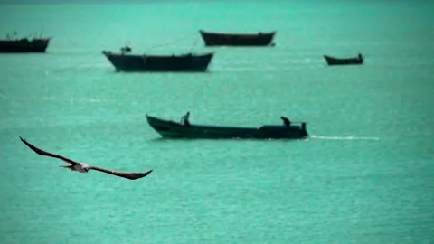 Eagle flying 4 Stock Footage 286760408